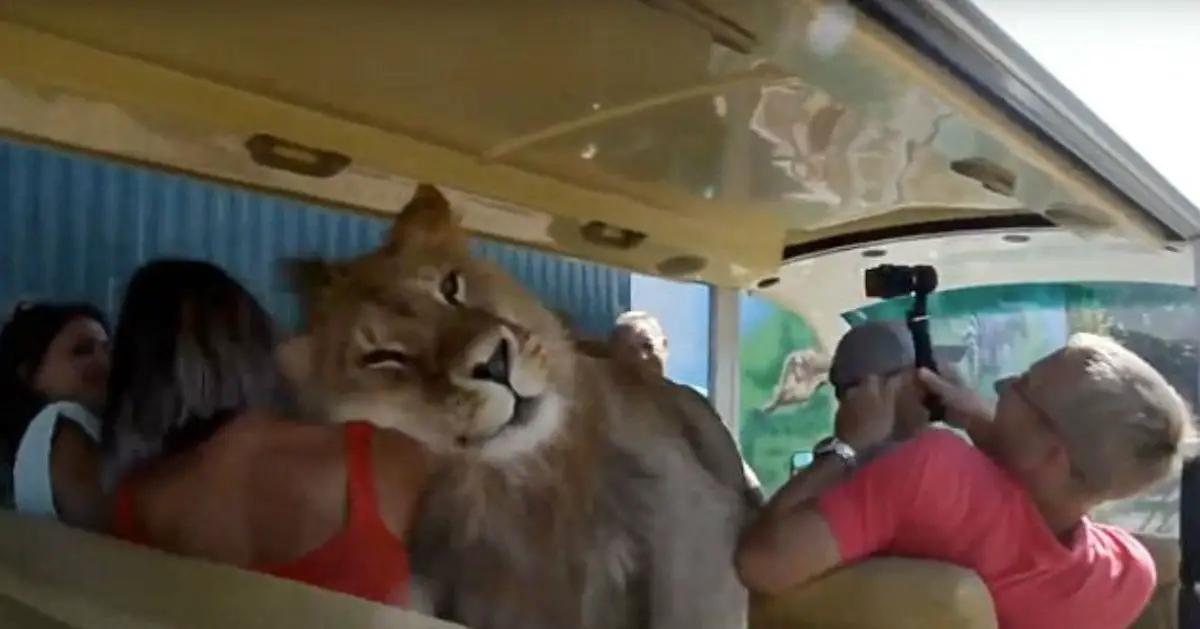 lion gets in safari car