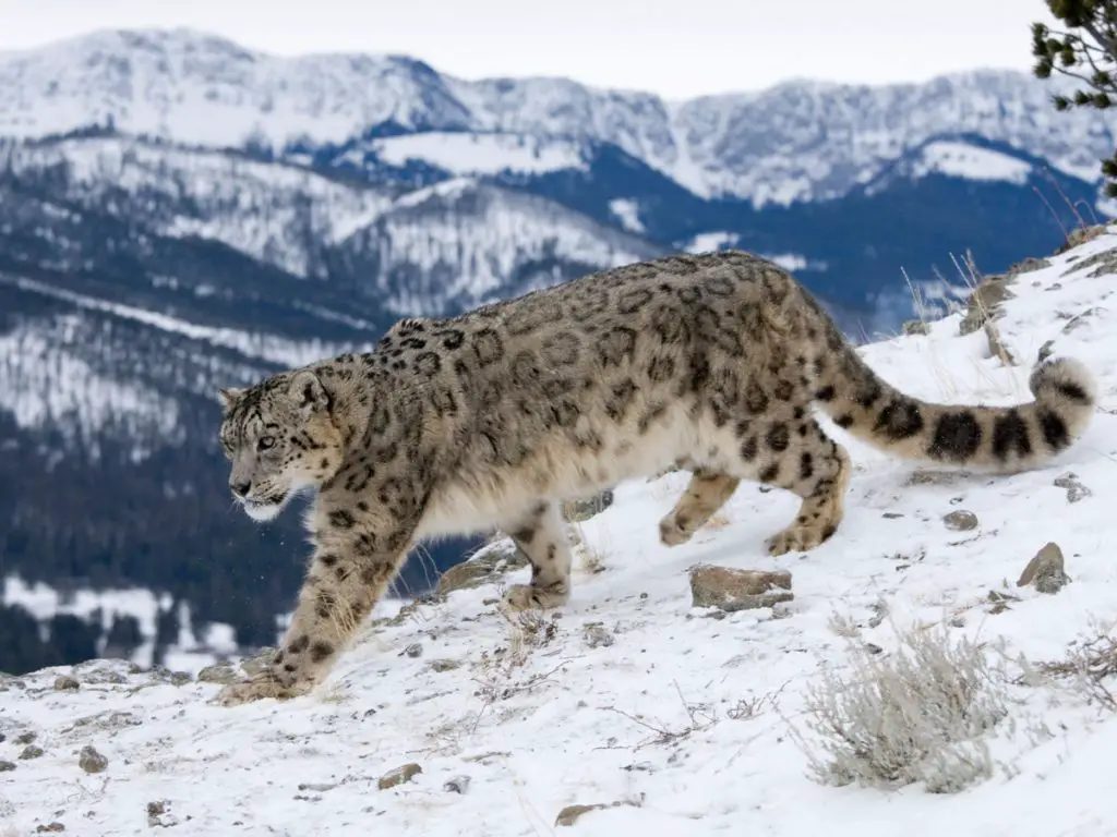 Striking footage of a snow leopard's call into the wild