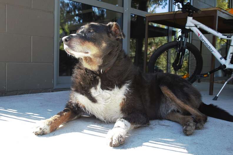  New Zealand sheepdog lying on a porch