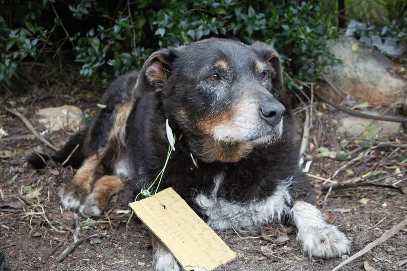 dog with a note hung around his neck