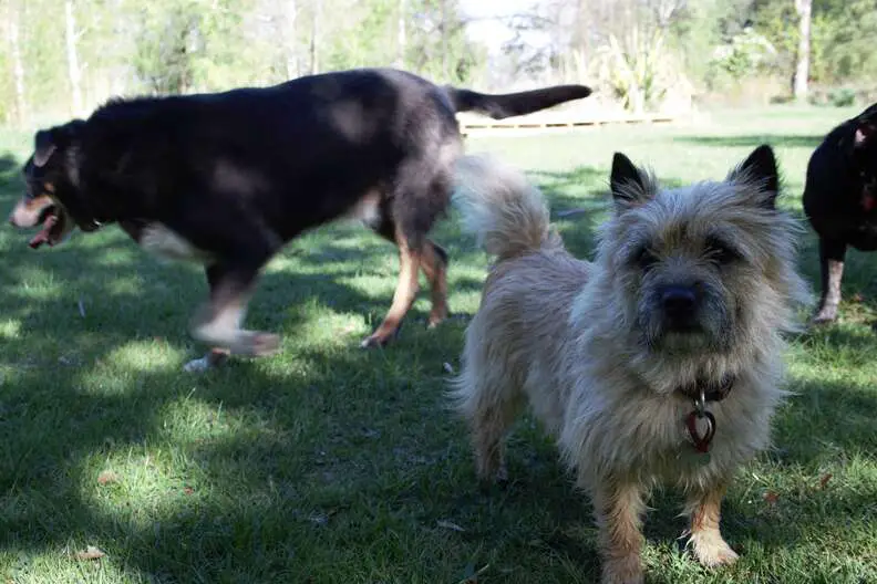 two best friend dogs in the yard