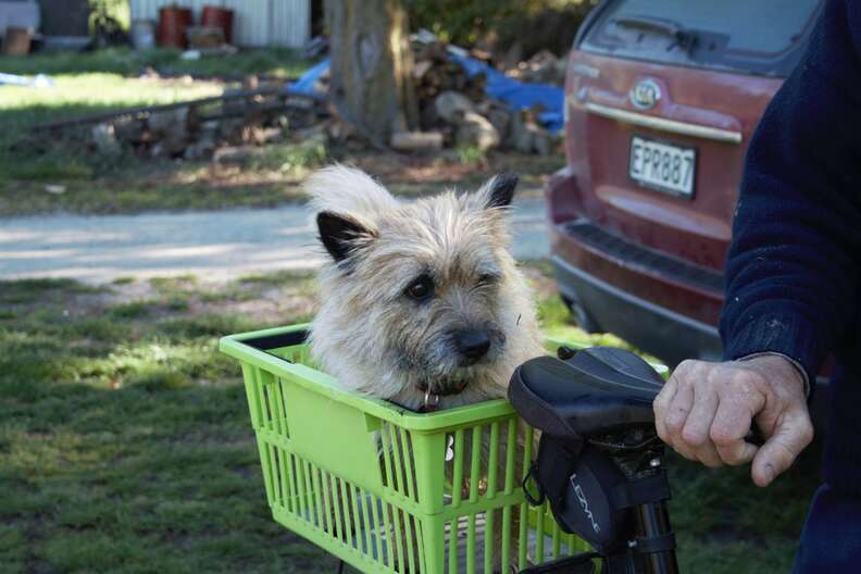 small dog in a bike basket