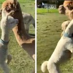 baby alpaca hugs its mom