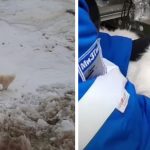 dog saved from Arctic