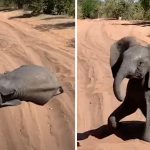 elephant playing in the sand
