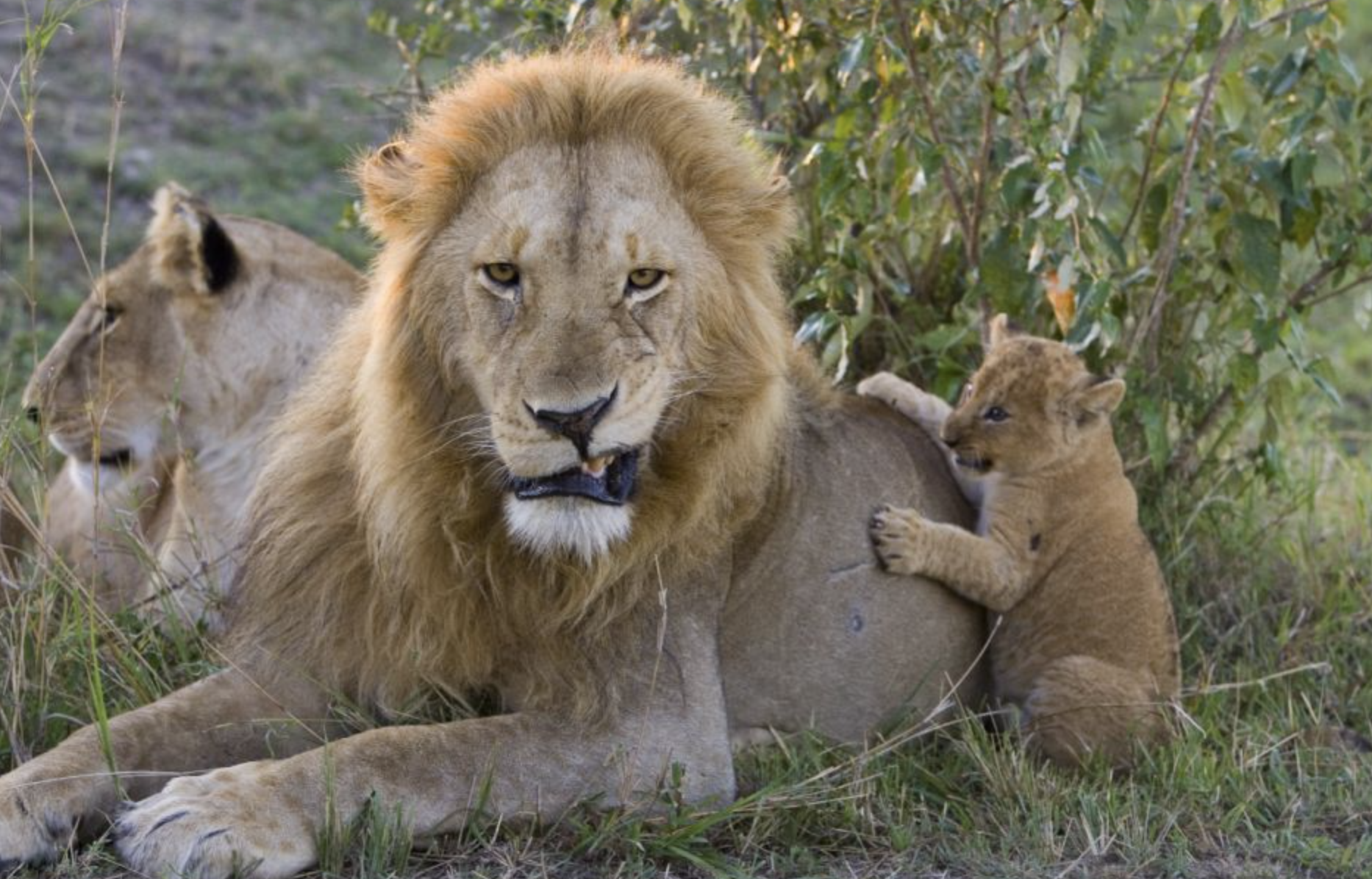 Сколько живут львы в дикой. Лев львица Львенок львята. Африканский Лев и львица. Лев львица и Львенок семья. Лев и львицы Прайд.