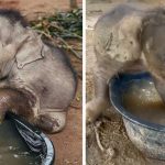 baby elephant takes bath