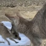 baby kangaroo reunites its mom