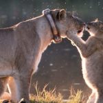 cub kisses lioness