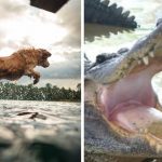 dog saved from alligator