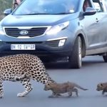 leopard and cubs