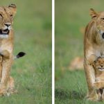 lion cub and mother