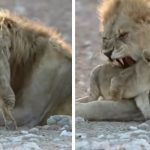 lion cub wrestles dad