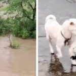 mother dog saves stranded puppy