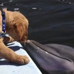 puppy and dolphin