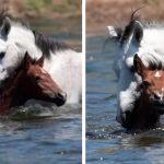 stallion saves young filly