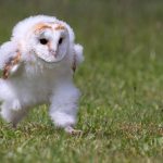 baby owl barn