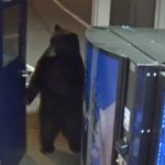 bear strolls into police station