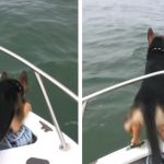 dog jumps in the water to play with dolphins