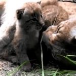 mother lynx and baby