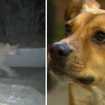 dog chases away mountain lion