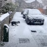 dog enjoys snow