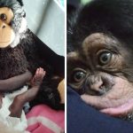 baby chimp hugs plush monkey