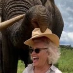 elephant steals hat