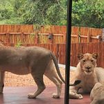 lions on patio