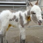 donkey finds new home