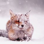fox enjoying snow