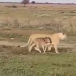 lioness protecting wildebeest calf