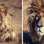 lion wakes up bad hair