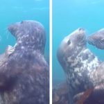 seals kissing