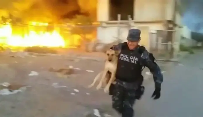 A policeman risks his life to save a dog from a raging fire 3