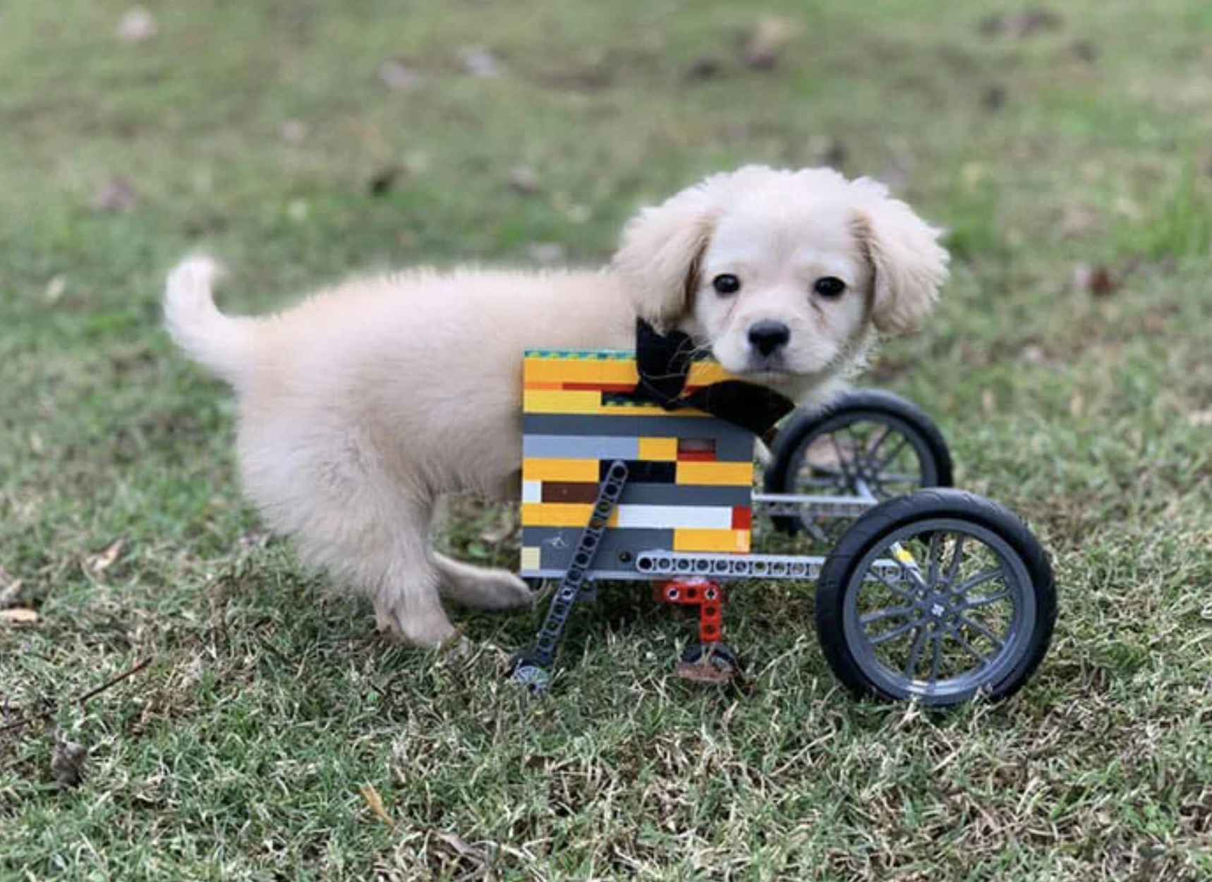 A 12-year-old kid builds a wheelchair from LEGO for an unwanted puppy so that it can enjoy life 5