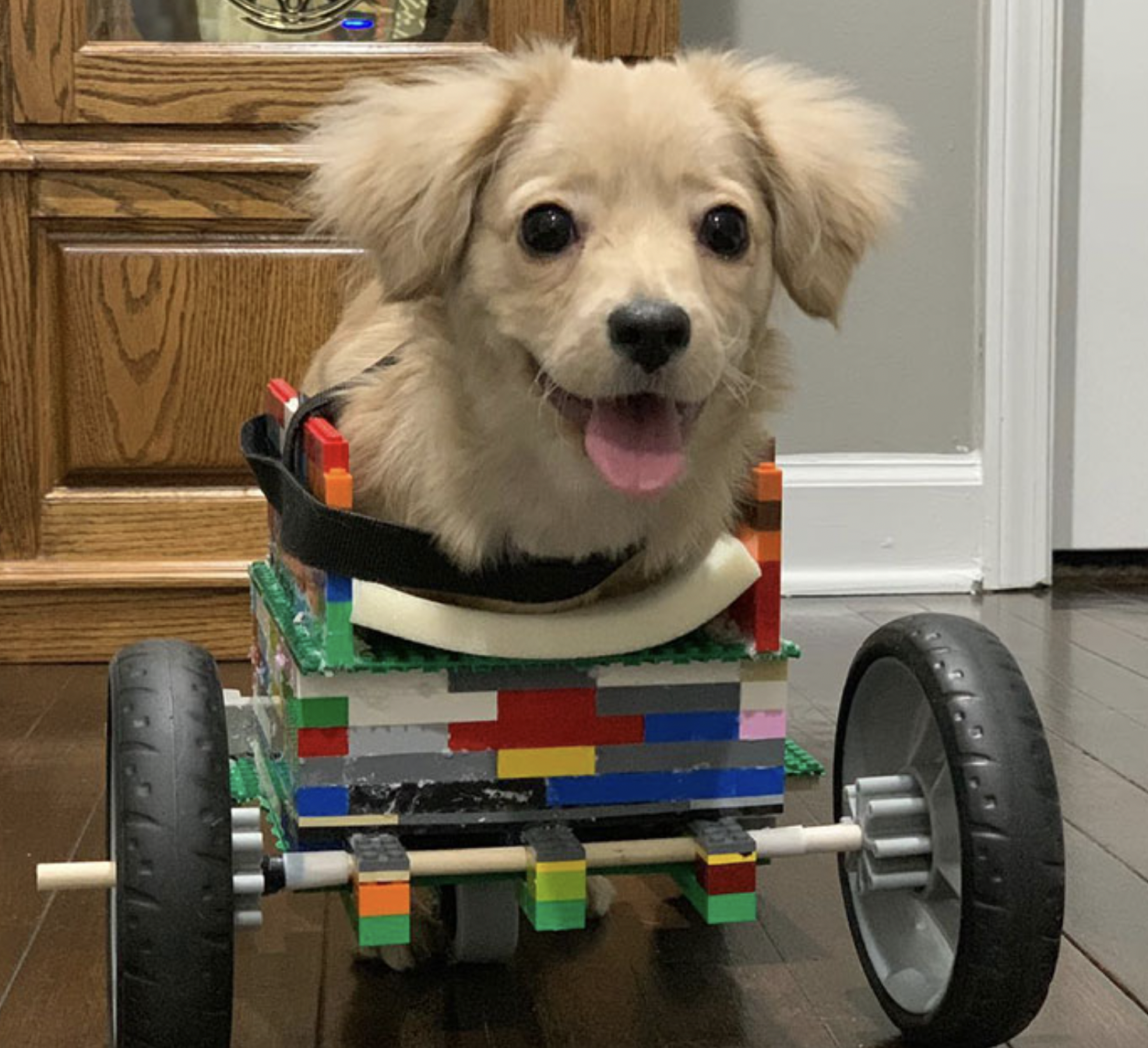 A 12-year-old kid builds a wheelchair from LEGO for an unwanted puppy so that it can enjoy life 4