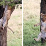 cub fall out of trre
