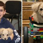 dog gets lego wheelchair