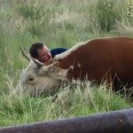 man showing affection to cow