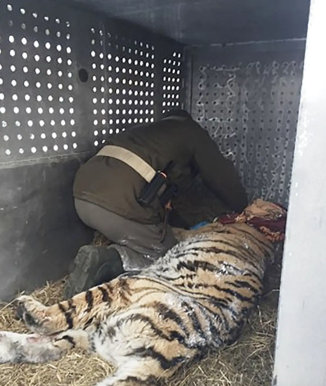 The tigress was sedated in order to be safely transported