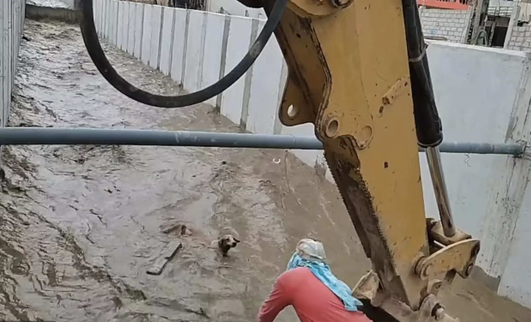 They knew it couldn't survive in the rapid waters, so one of them climbed into the bucket of a digging crane.