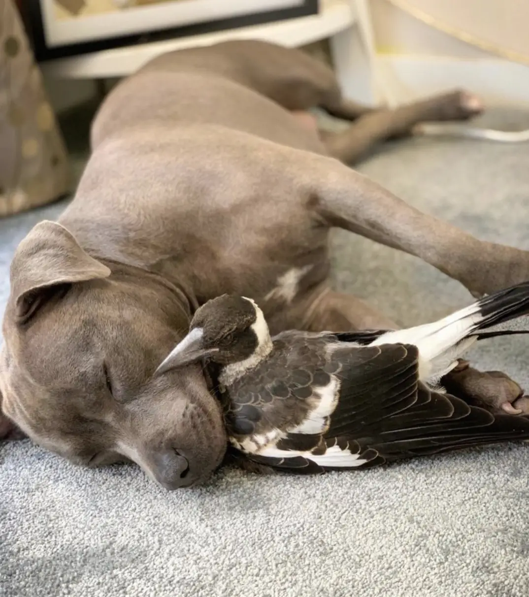 Meet Molly and Peggy. The magpie and the Staffordshire bull terrier.