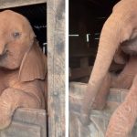 baby elephant refuses to sleep