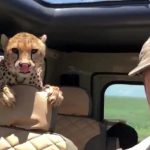 cheetah and tourist