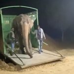 elephant rescued after 46 years
