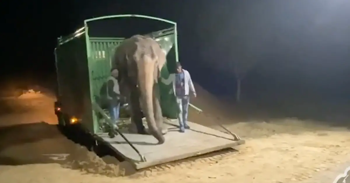 Blind elephant takes her first steps to freedom after 46 years of suffering