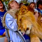 lion hugs tourists