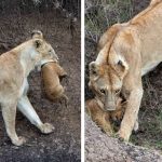 lioness saves cub