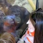 mother and orangutan